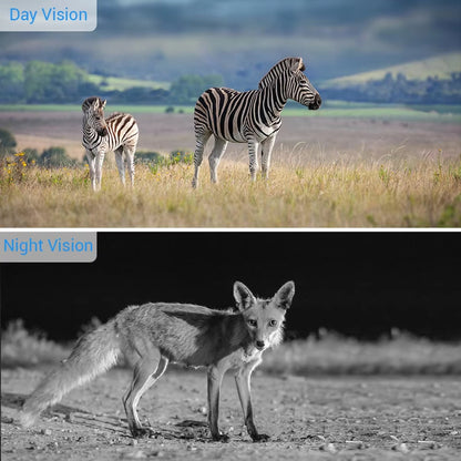 Two zebras in a grassy field with a fox on a dirt path below.