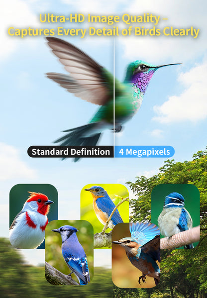 Promotional graphic for a bird photography or editing app, showing a large hummingbird with a split-screen comparison labeled 'Standard Definition' and '4 Megapixels,' plus several smaller bird photos at the bottom. Text at the top reads 'Ultra-HD Image Quality - Captures Every Detail of Birds Clearly.