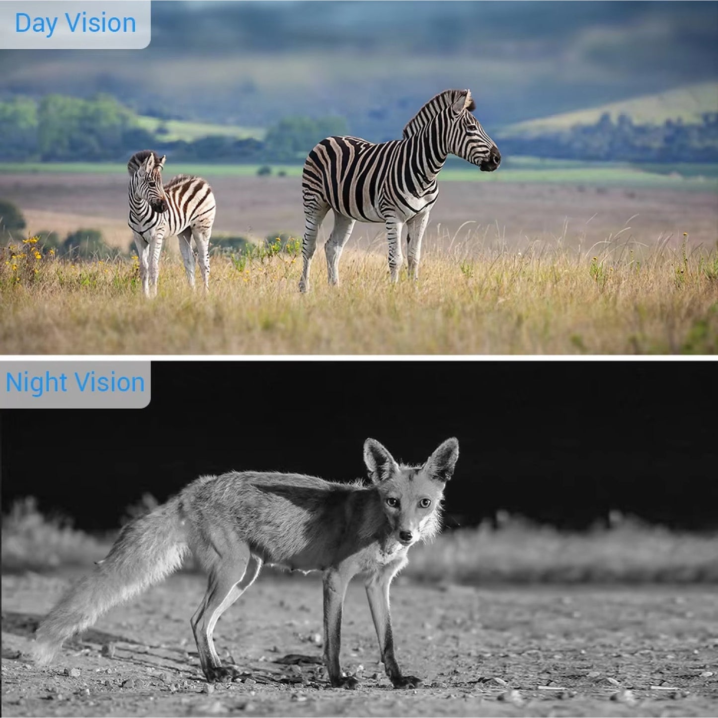 Two zebras in a grassy field with a fox on a dirt path below.