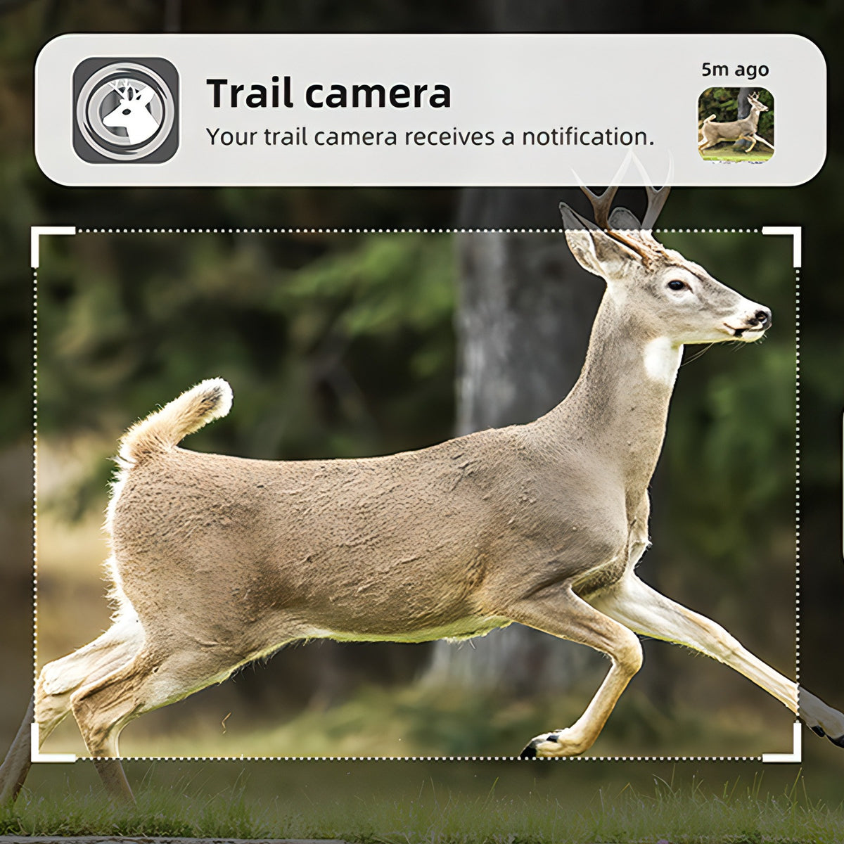 Fenzora Wildlife Camera PIR motion detection 0.3 second trigger