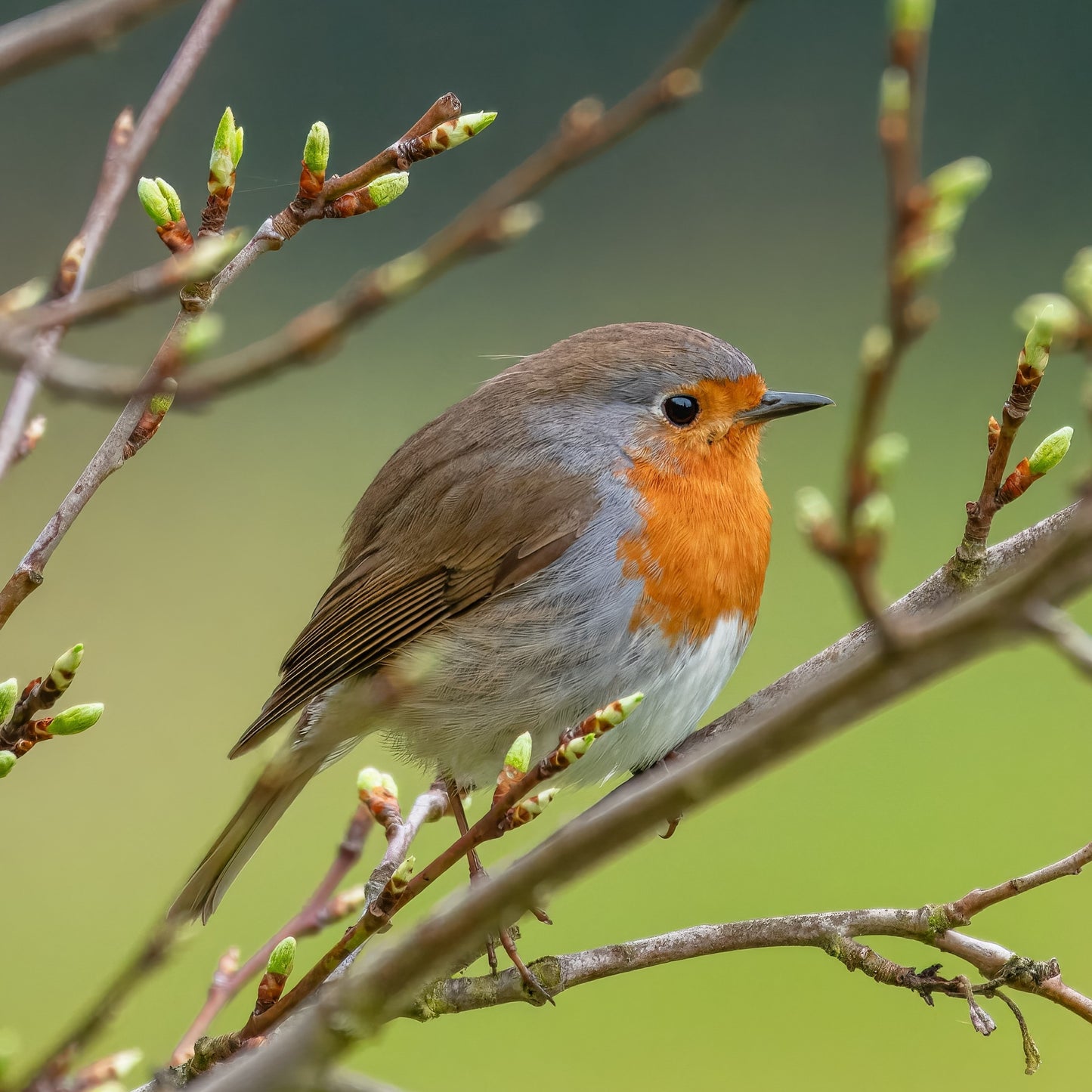 Bird with orange chest perched on a branch with green leaves