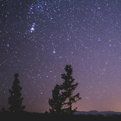 Starry night sky with silhouettes of trees