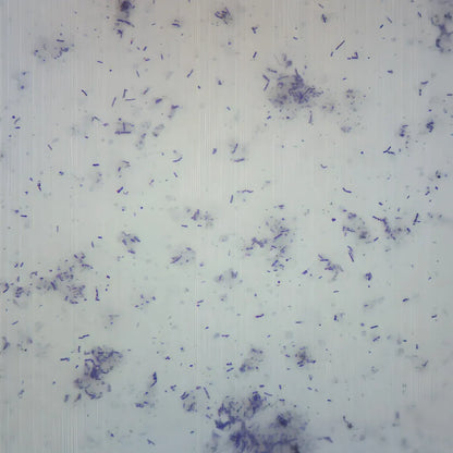 Microscopic view of bacteria on a white background